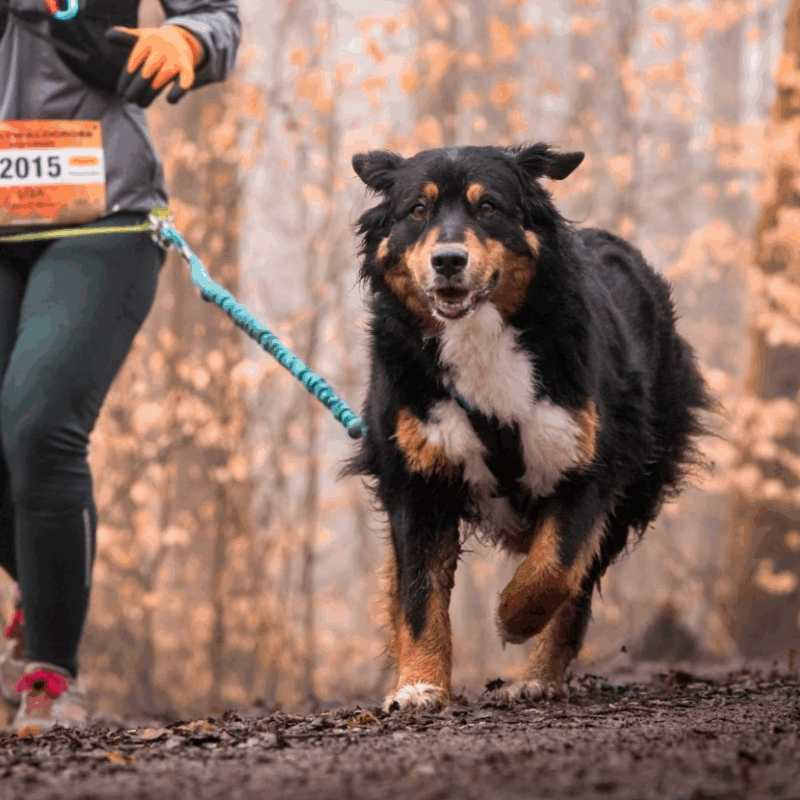 Laufen/Walken mit Hund 10.05.2025 10:00 Uhr