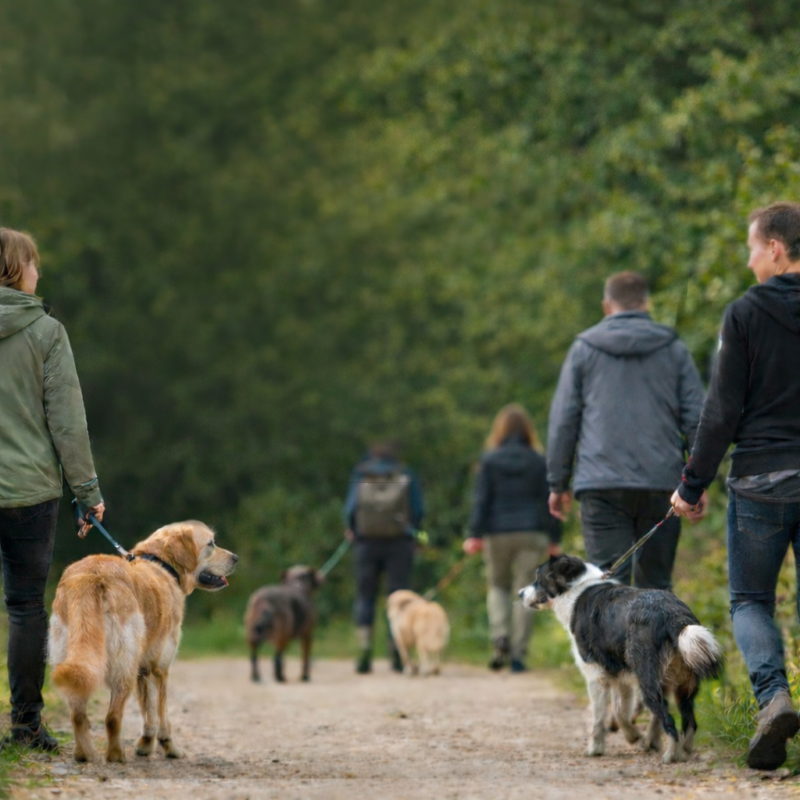 Social-Walk Plus  14.01.2026 18:00 Uhr